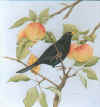 blackbird (64902 bytes)
