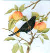 blackbirdcont (65205 bytes)