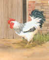 cock (59780 bytes)