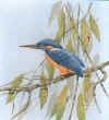 kingfisher (70105 bytes)
