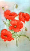 poppycont (139622 bytes)